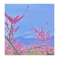 画像598
